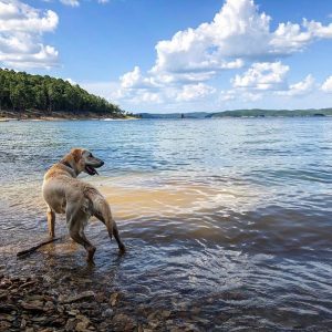 Dogs on Broken Bow Lake