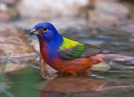 painted bunting in mccurtain county