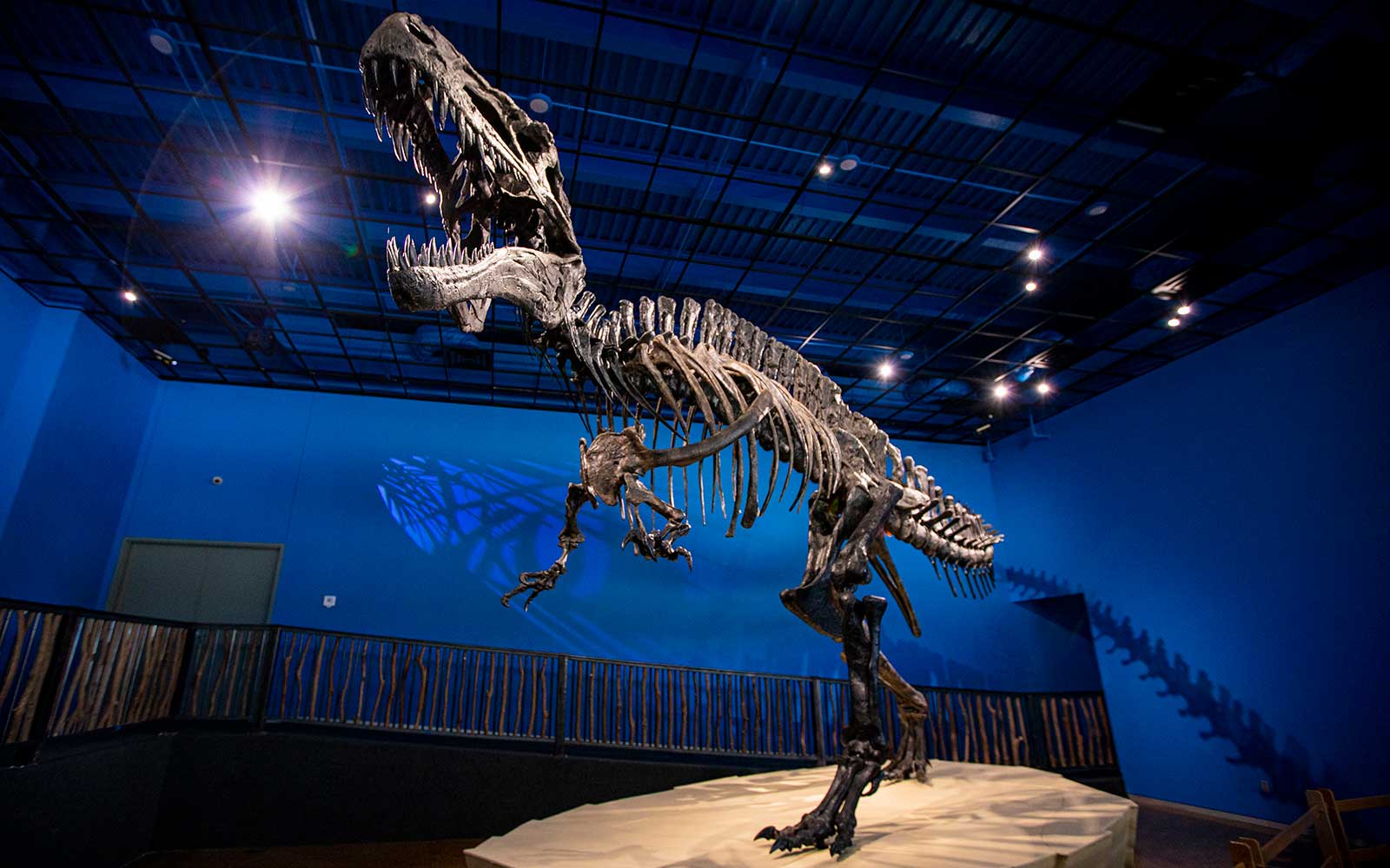 Dinorsaur skeleton in at the Museum of the Red River in Idabel, Oklahoma. Oklahoma's state dinosaur.
